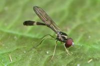 Baccha elongata