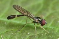 Baccha elongata