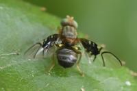 Anomoia purmunda