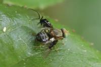 Anomoia purmunda