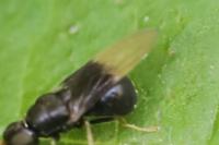Pachygaster atra