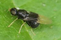 Pachygaster atra