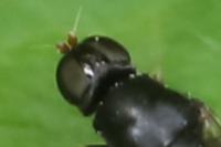Pachygaster atra