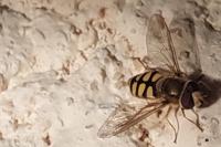 Eupeodes corollae