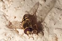 Eupeodes corollae