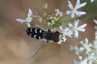 Scaeva pyrastri