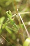 Mantis religiosa