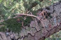 Clonopsis gallica