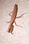 Mantis religiosa