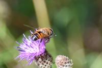 Myathropa florea
