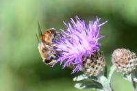 Myathropa florea