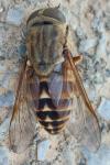 Tabanus