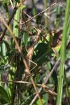 Mantis religiosa