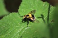 Volucella bombylans