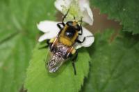 Volucella bombylans