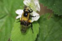Volucella bombylans