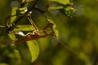 Mantis religiosa