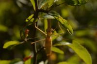 Mantis religiosa