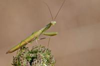 Mantis religiosa