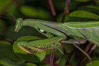 Mantis religiosa