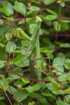 Mantis religiosa