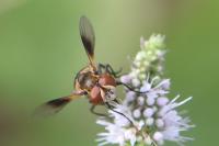 Ectophasia