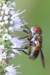 Ectophasia