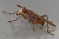 Sepedon spinipes
