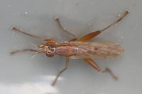 Sepedon spinipes