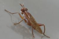 Sepedon spinipes