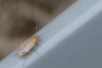 Planuncus vinzi