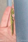 Mantis religiosa