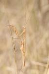 Mantis religiosa