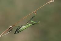 Mantis religiosa