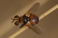 Cistogaster globosa