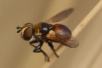 Cistogaster globosa
