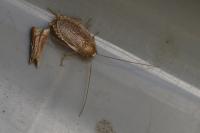 Planuncus vinzi