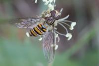 Episyrphus balteatus