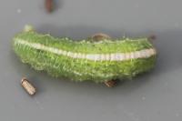 Scaeva