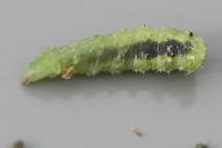 Scaeva