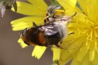 Eristalis intricaria