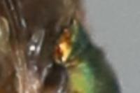 Chorisops tibialis