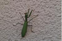 Mantis religiosa