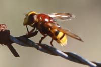 Volucella zonaria