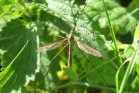 Tipula