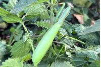 Mantis religiosa