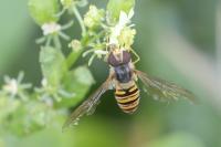 Episyrphus balteatus
