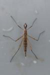 Micropeza lateralis