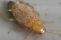 Planuncus vinzi