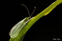 Chrysoperla